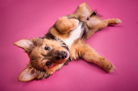 高清在地上打闹的狗狗摄影图片