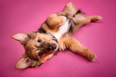 高清在地上打闹的狗狗摄影图片