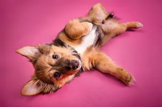 高清在地上打闹的狗狗摄影图片