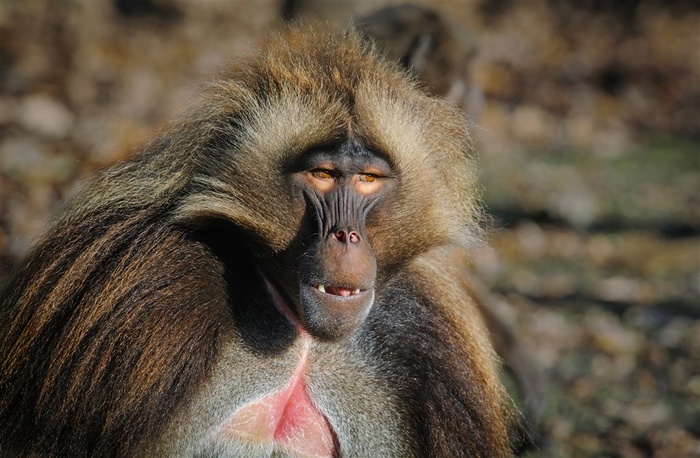 灵长类猴子特写图片