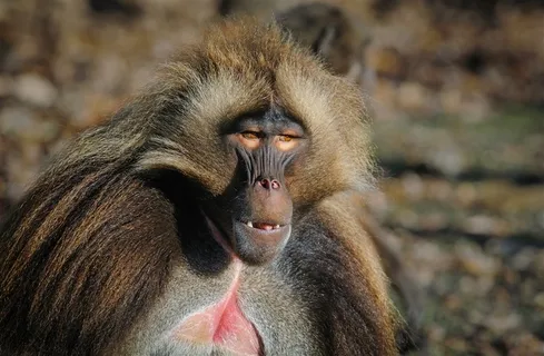 灵长类猴子特写图片