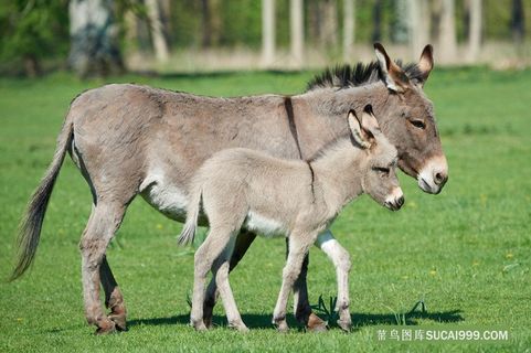 大小两头毛驴图片