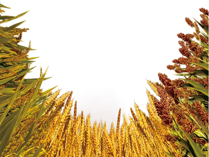 稻谷田现代农业