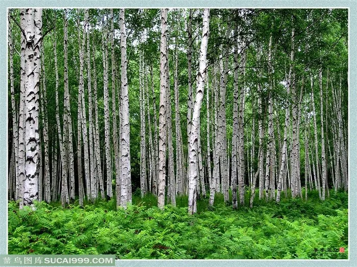 白桦树图片  森林图片 自然风景