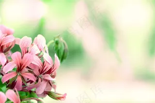 鲜艳的鲜花植物素材图片