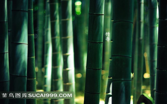 阳光下的竹子枝干