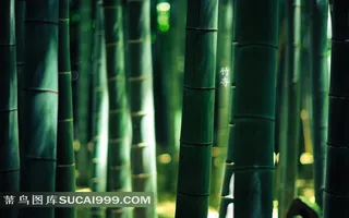 阳光下的竹子枝干