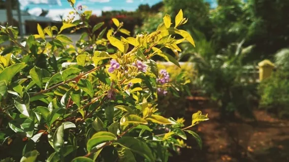 自然, 夏天, 植物, 花朵, 户外