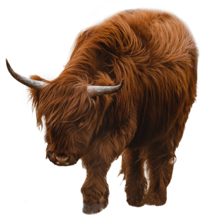 免扣，牦牛，毛发，动物