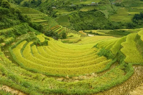 稻田水稻种植图片 稻田水稻种植图片