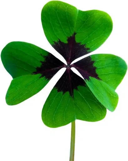 三叶草 PNG免抠(958x1199)