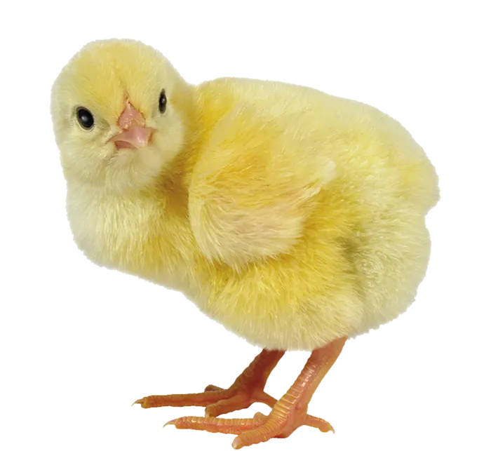 小鸡动物黄色