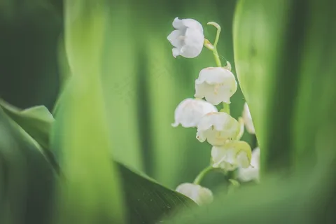 白铃兰唯美图片 白铃兰唯美图片