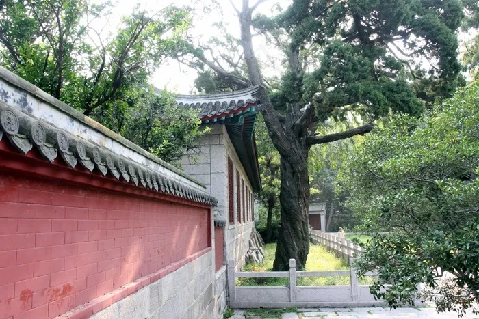 红色围墙外的古树
