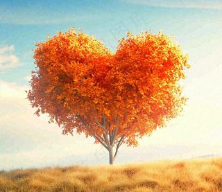 秋天爱心树木橙红色落叶蓝天温馨