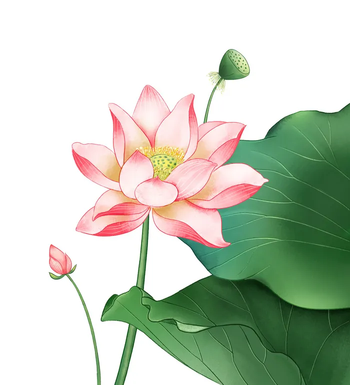 国潮中国风手绘荷花莲花荷叶莲藕植物花卉装饰插画PSD设计素材