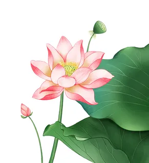 国潮中国风手绘荷花莲花荷叶莲藕植物花卉装饰插画PSD设计素材 国潮中国风手绘荷花莲花荷叶莲藕植物花卉装饰插画PSD设计素材
