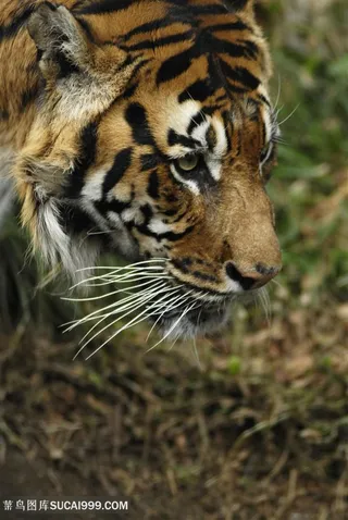 华南老虎头部图片