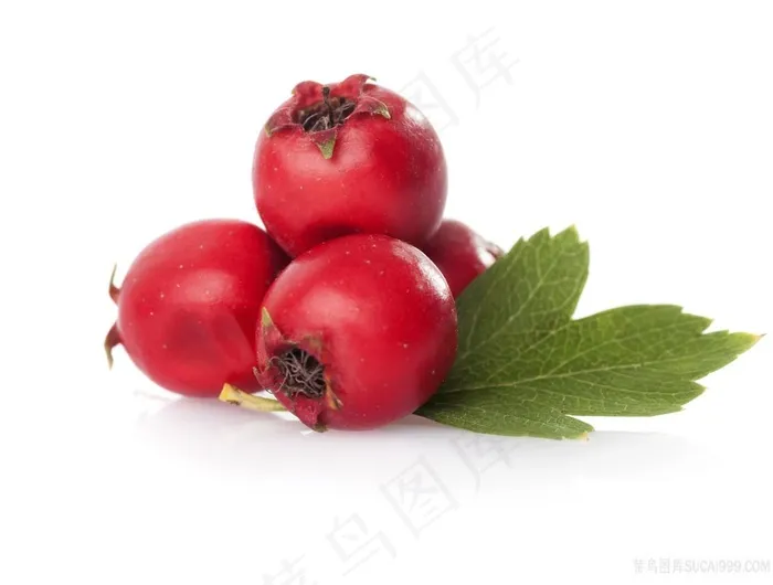 野山楂摄影图片