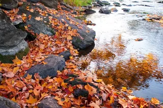 小溪的自然风景