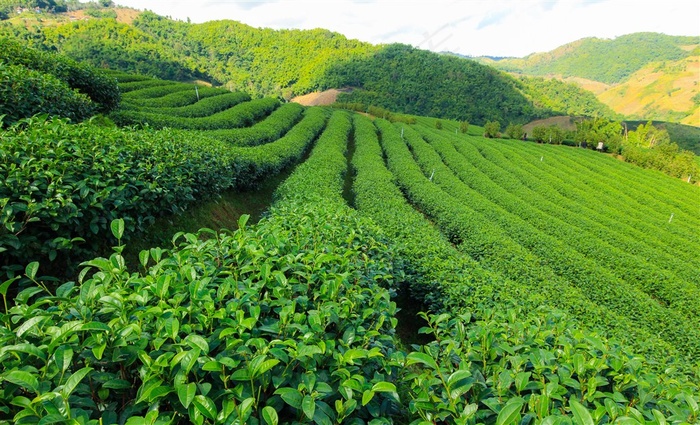 绿色茶叶种植园