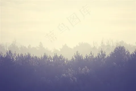 唯美的树林和天空 唯美的树林和天空