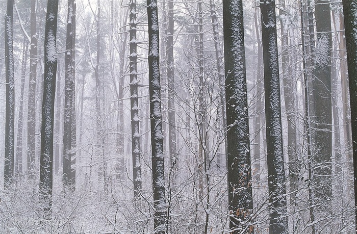 树林森林大树雪景