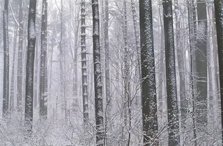 树林森林大树雪景