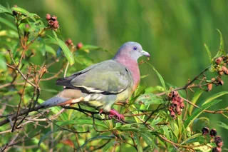 野生灰鸽子图片