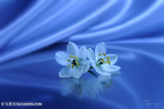 唯美丝绸白色小花鲜花图片