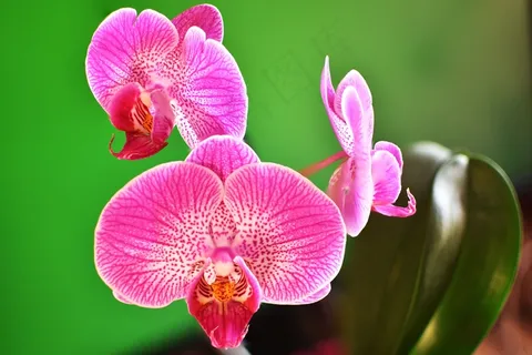 高清蝴蝶兰花朵图片