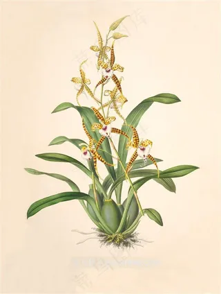 手绘兰花插画图片