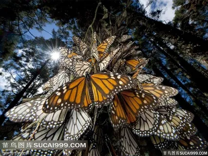 大树上停留的蝴蝶群