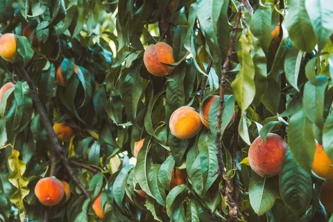 成熟水蜜桃图片