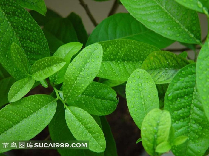 高清绿叶背景图片下载