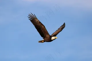 空中雄鹰展翅图片