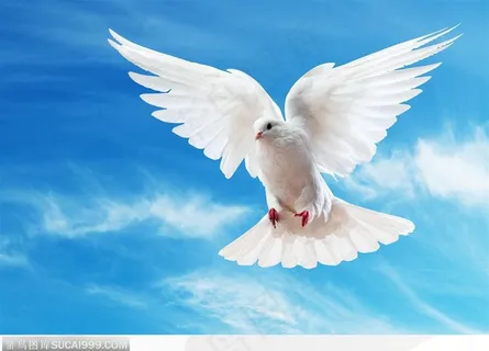 高清飞翔和平鸽 白鸽子正面 高清飞翔和平鸽 白鸽子正面