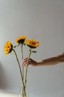 黄色向日葵摄影素材