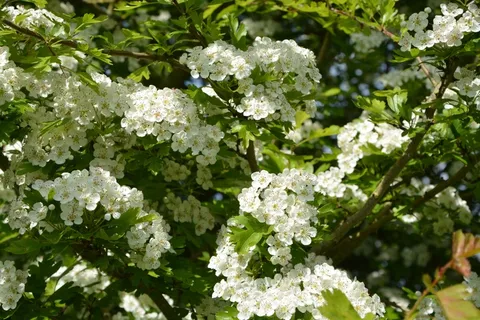 白色山楂花图片 白色山楂花图片