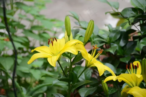 高清百合花图片下载 高清百合花图片下载