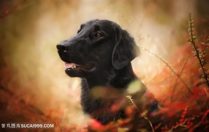 高清平毛巡回猎犬狗狗图片