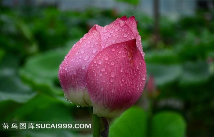 雨后荷花图片