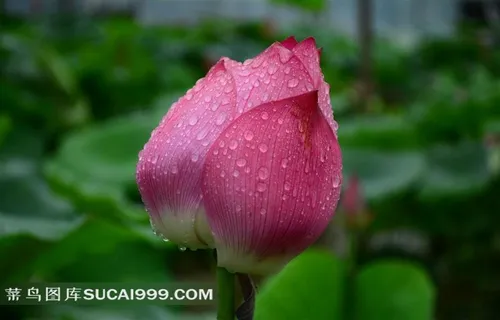 雨后荷花图片 雨后荷花图片