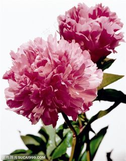 花卉特写-紫色的牡丹花