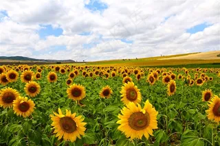向日葵花海摄影图片