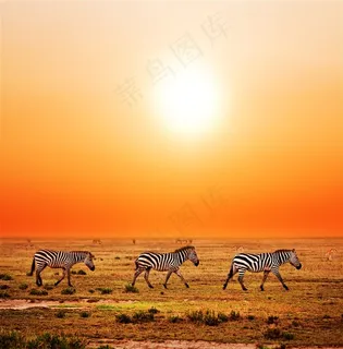 斑马夕阳摄影素材 斑马夕阳摄影素材
