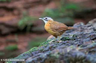 地上行走的剑嘴鹛鸟类图片