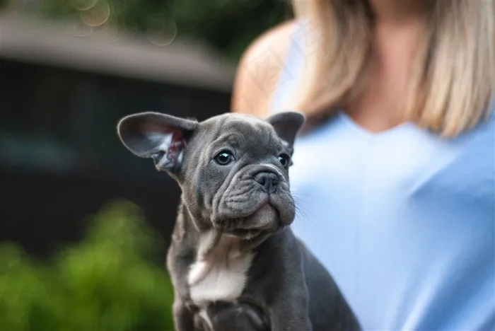 憨萌的斗牛犬狗狗摄影图