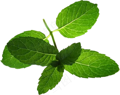 PNG 薄荷叶 植物 叶子  PNG 薄荷叶 植物 叶子