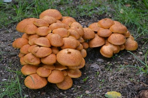 野生蘑菇真菌图片